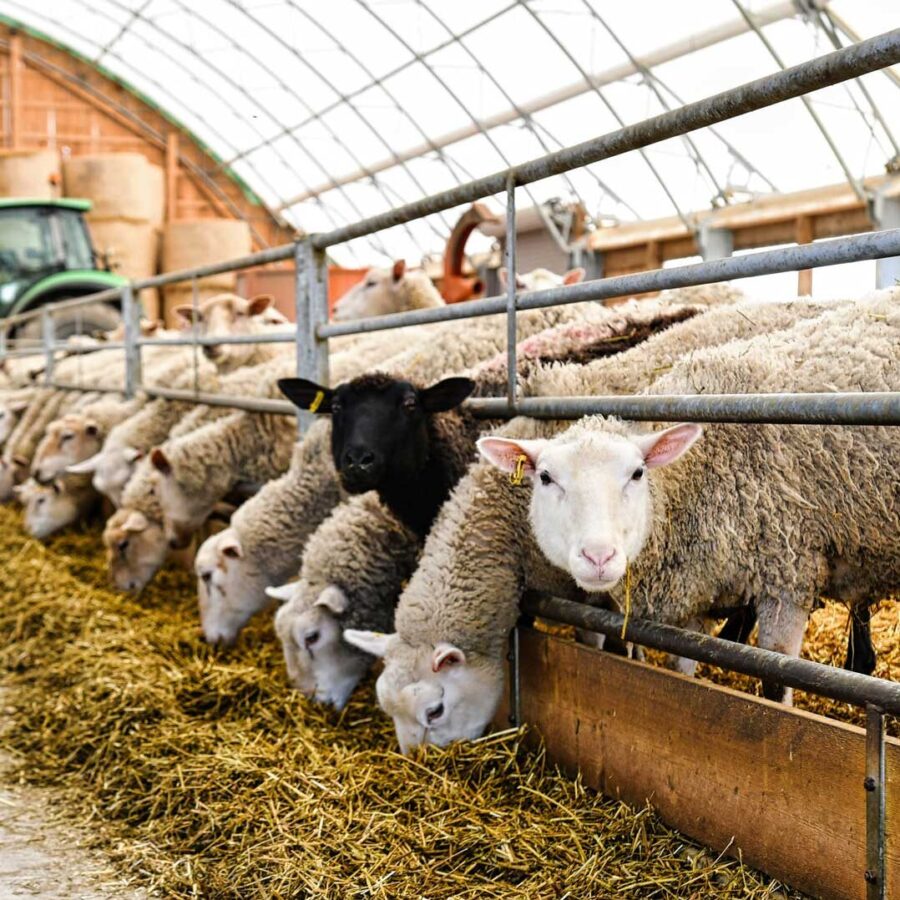 Food Grade Calcium Carbonate