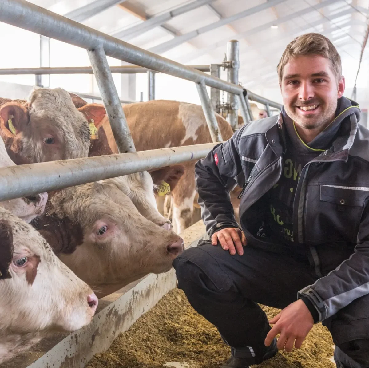 Zeolit UNISILC Pakan Ternak